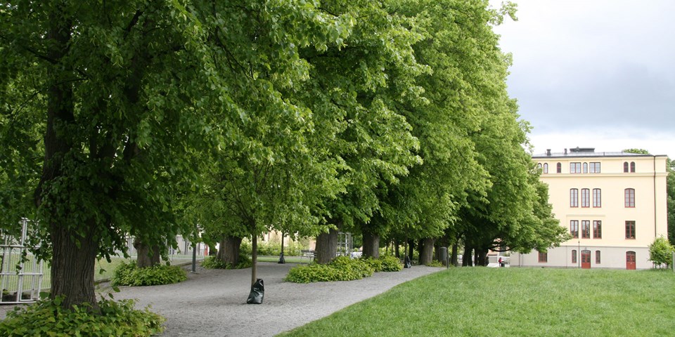 Lindalléer vid Kristinebergs slottspark.