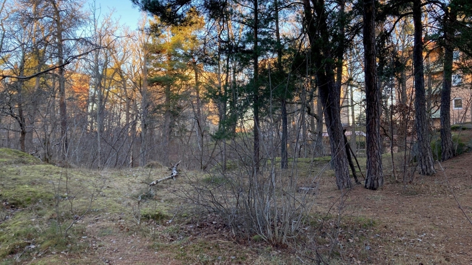 En skogsdunge med träd och mossklädda berghällar.