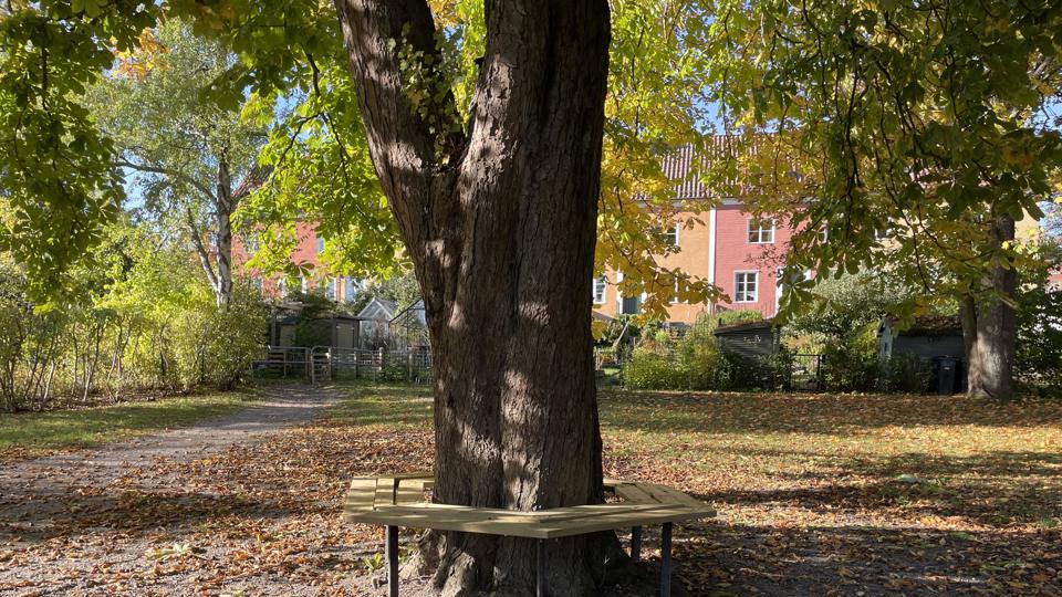 Ett stort lövträd med en sittbänk runt stammen.