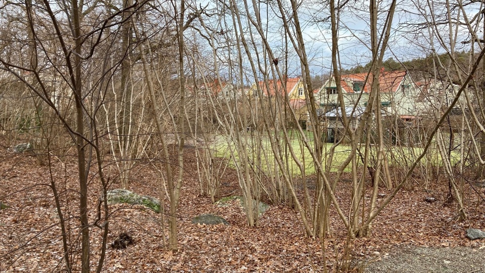 En snårig skog som angränsar till ett villaområde.