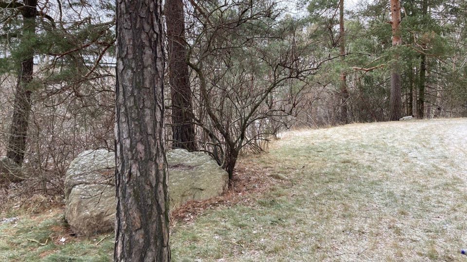 Öppen grönyta med buskar och träd intill.