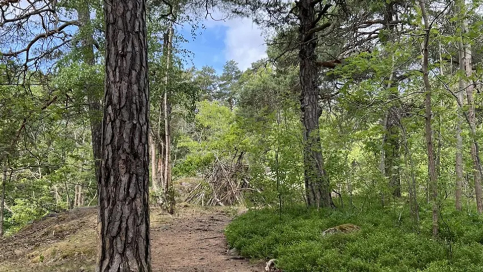 En skog där en tallfura står till vänster i bild med grönt blåbärsris till höger.