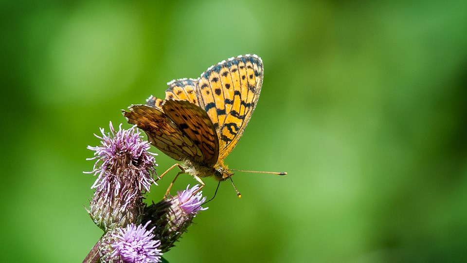 En pärlemorfjäril suger nektar på en tistel. Fjärilen är orange och sitter på en lila tistel mot en grön bakgrund.