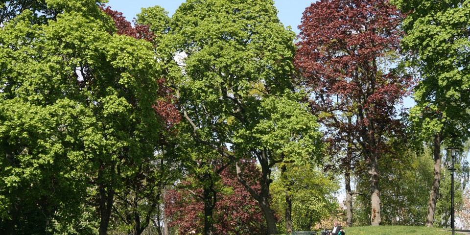 En person sitter på en parkbänk på en kulle omgiven av träd.