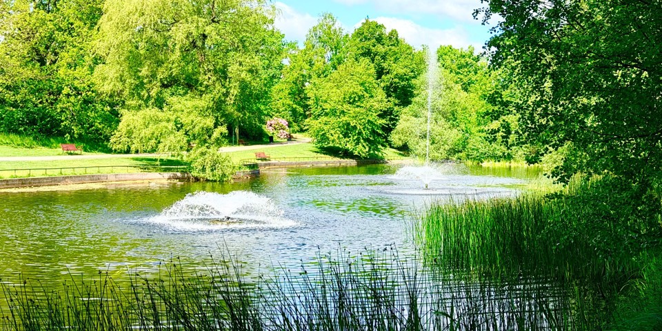 Damm i grönskande park med fontäner, vass i förgrunden och träd som omger vattnet.