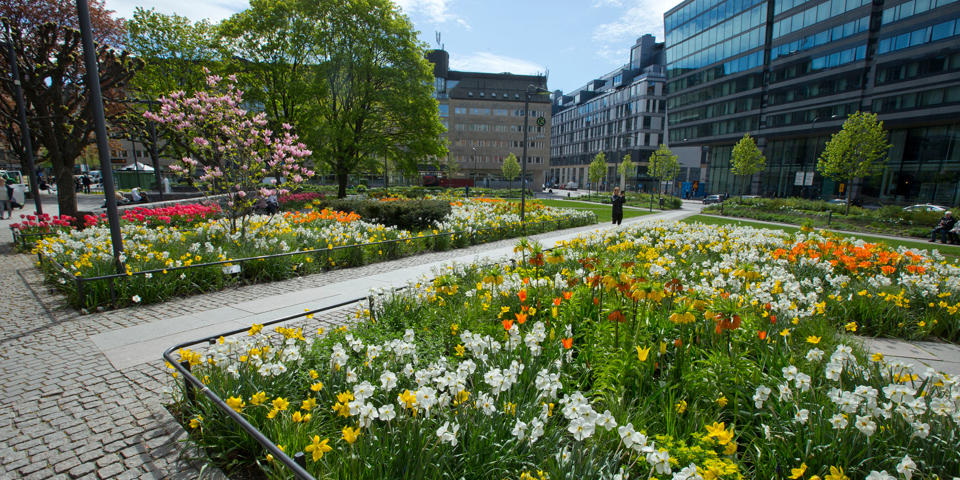 Flera olika sorters blommor i blomplanteringar