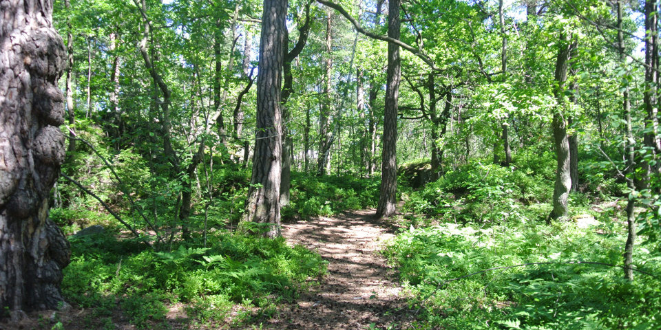 Solbergaskogen