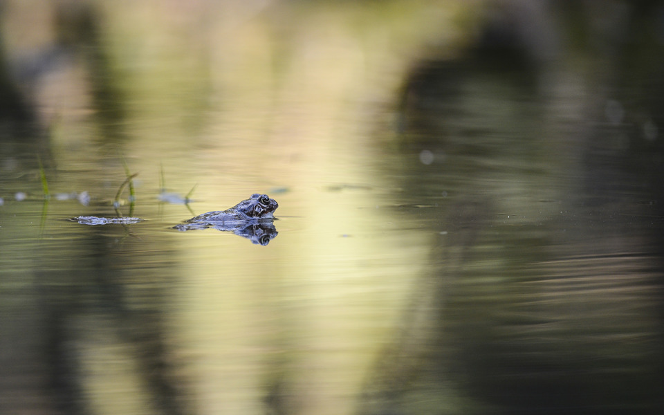 En groda i vattnet i alkärret i Älvsjöskogen. Foto: Johan Pontén