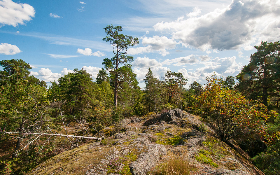 En hällmark breder ut sig med skog som ansluter från sidorna. Foto: Johan Pontén