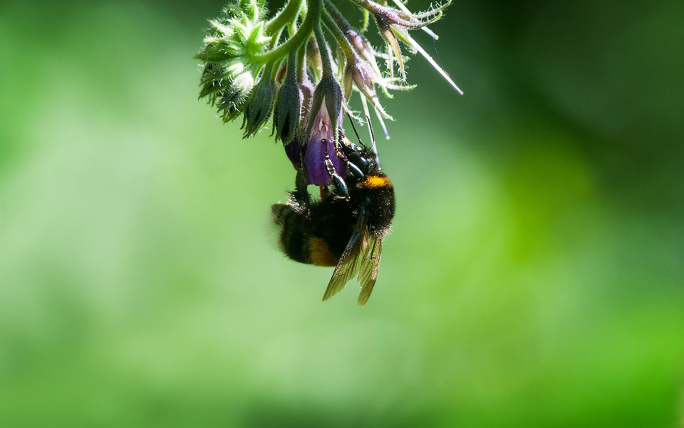 En humla hänger upp och ned i en blomma. Foto: Johan Pontén
