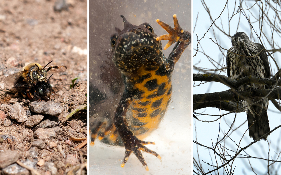 Svartpälsbi, större vattensalamander och duvhök. Foto: Johan Pontén