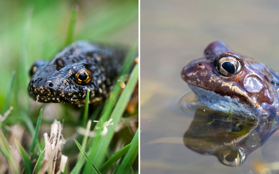 Större vattensalamander och vanlig groda.