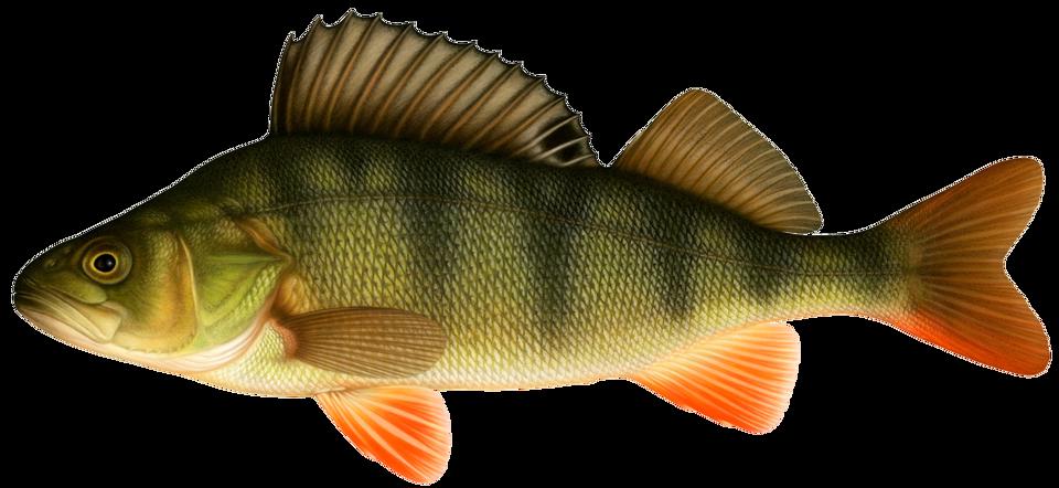 En illustration av fisken abborre.