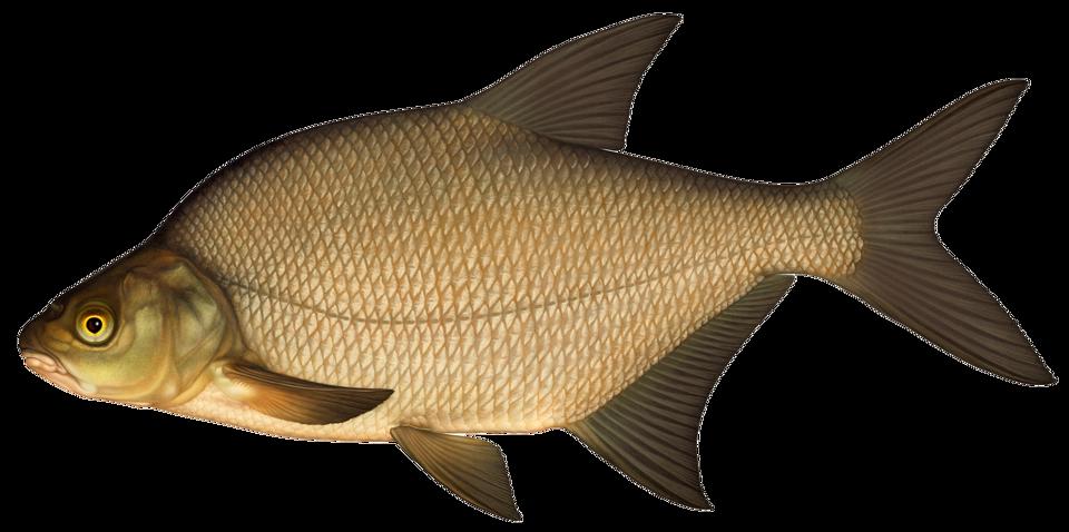 En illustration av fisken braxen.