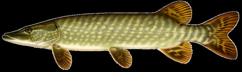 En illustration av fisken gädda.