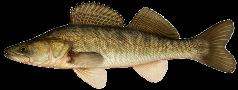 En illustration av fisken gös.