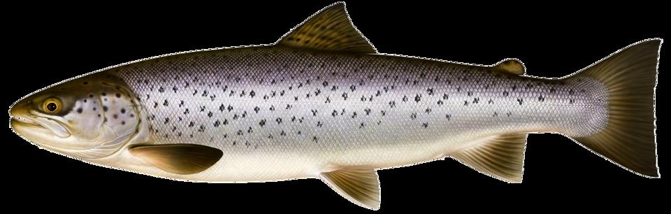 En illustration av fisken öring.