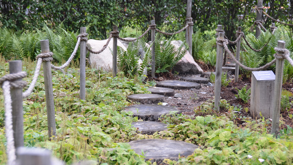 En gångstig med steg gjorda av träskivor och ett staket gjort av trästolpar och rep.
