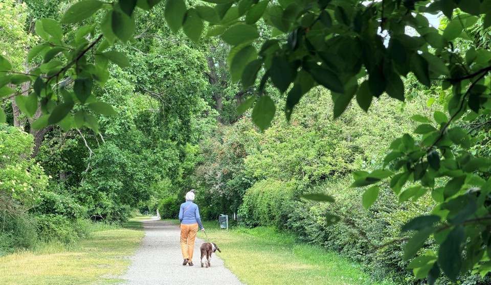 Person promenerar med hund på en grusgång omgiven av grönska och träd.