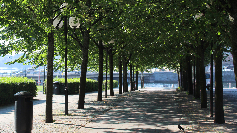 Allén i Kungsträdgården