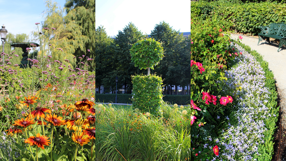 Sommarblommor i Kungsträdgården