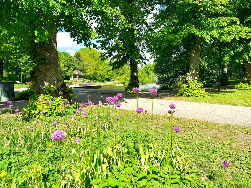 En park med stora träd, lila blommande allium i förgrunden och en damm med paviljong i bakgrunden.