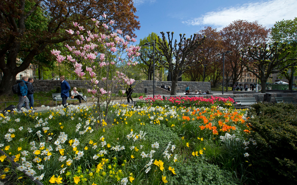Flera olika sorters blommor och träd planterade