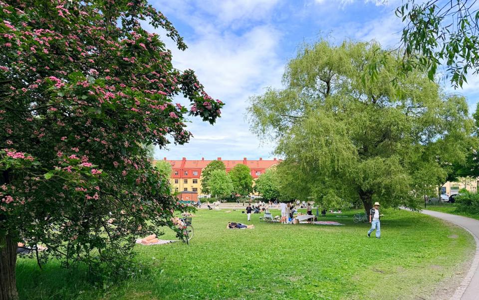 Grön park med blommande träd, stora gräsytor och människor som sitter, promenerar och har picknick i solen.