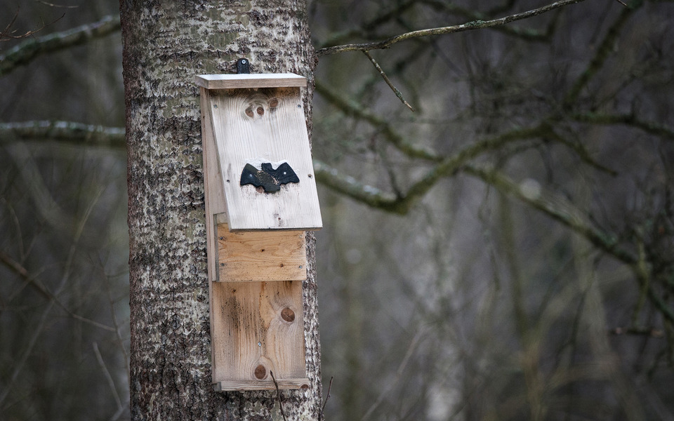 En fladdermusholk på en trädstam.