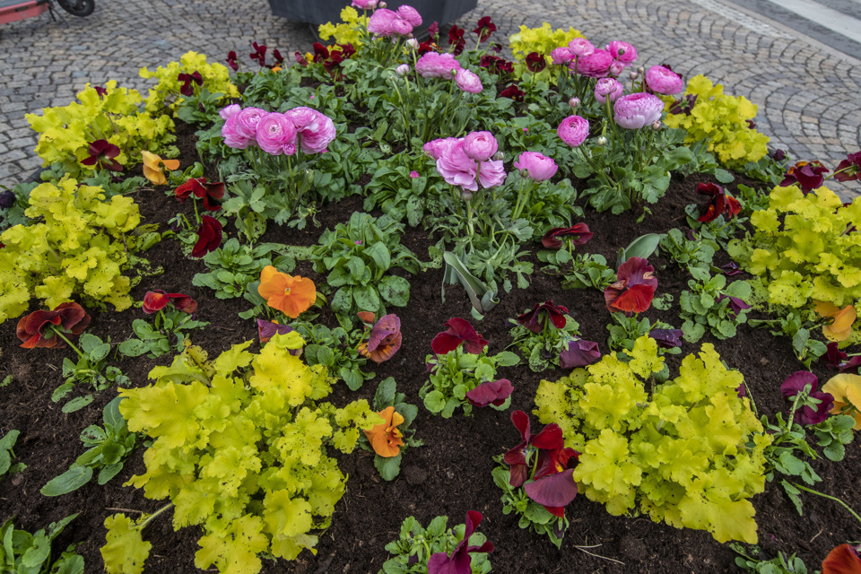 Blommor i gult, rosa, orange och rött. I bakgrunden syns kullersten. 