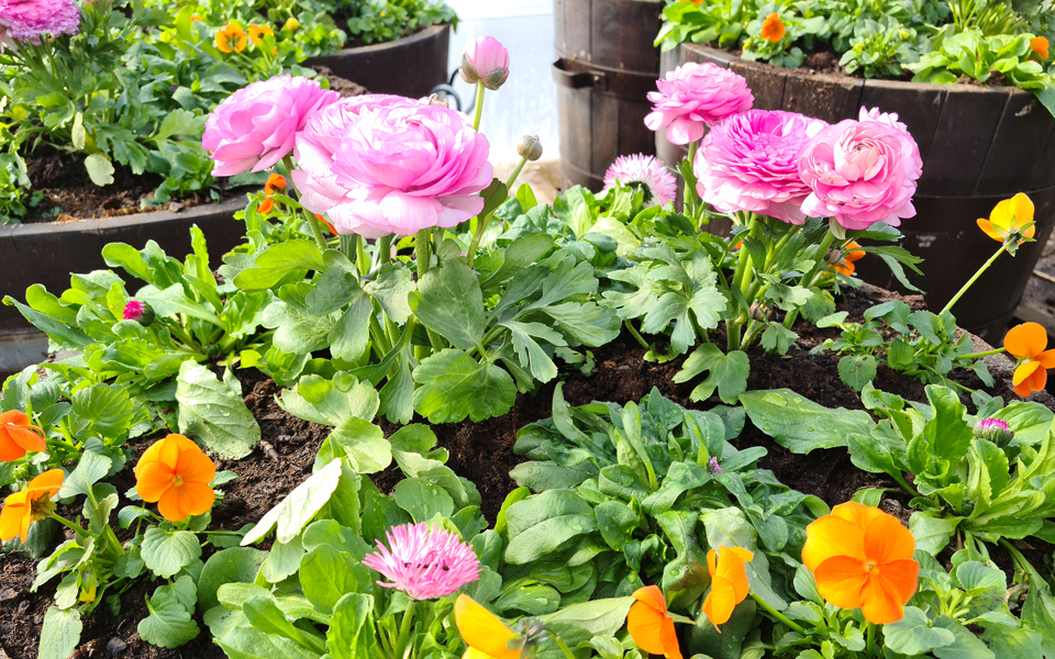 Blomurna med rosa ranunkel, tusensköna, storblommiga penéer i orange och rött samt vit förgätmigej.