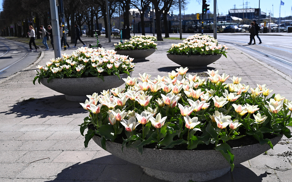 Blommor i urnor
