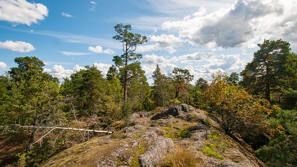 En hällmark breder ut sig med skog som ansluter från sidorna. Foto: Johan Pontén
