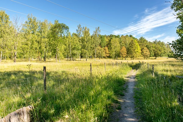 Ängsmark med omgivande träd i Rågsveds naturreservat. Foto: Johan Pontén