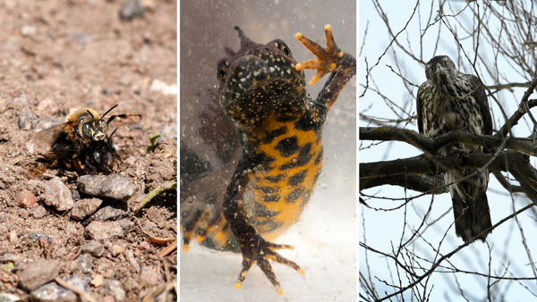 Svartpälsbi, större vattensalamander och duvhök. Foto: Johan Pontén